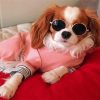 Stylish Cavalier Puppy Paint by Numbers