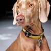 Weimaraner Dog Pet Paint by numbers