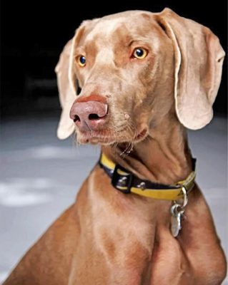 Weimaraner Dog Pet Paint by numbers