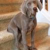 Weimaraner Paint by numbers