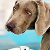 Weimaraner Pet Paint by numbers