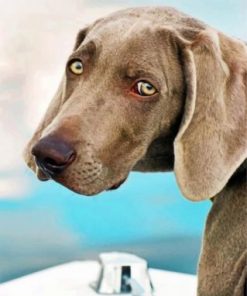 Weimaraner Pet Paint by numbers