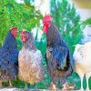 Roosters Birds paint by numbers