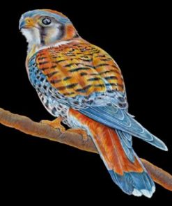 American Kesrel Paint by numbers