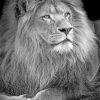 Black and White Lion paint by numbers