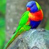 Coconut Lorikeet Paint by numbers