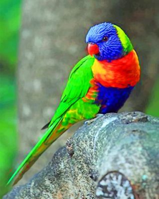 Coconut Lorikeet Paint by numbers