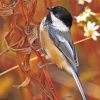 Early Bird Chickadee paint by numbers
