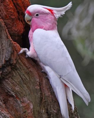 Galah Bird Paint by numbers