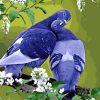 Grey Pigeons Paint by numbers