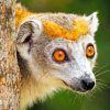 Lemur Paint by numbers