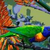 Rainbow Lorikeet Paint by numbers