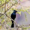 Phainopepla Paint by numbers