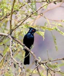 Phainopepla Paint by numbers