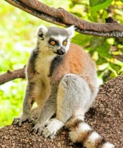 Raing Tailed Lemur Animal paint by numbers