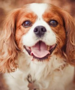 Cavalier King Charles Dog Paint by numbers