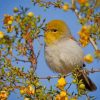 Verdin Desert Bird Paint by numbers