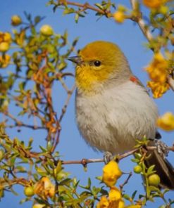 Verdin Desert Bird Paint by numbers
