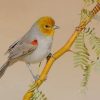 Yellow Verdin Paint by numbers