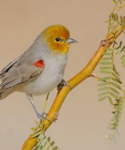Yellow Verdin Paint by numbers