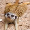 Adorable Meerkat Paint by numbers