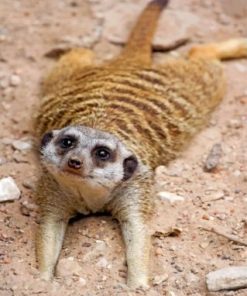 Adorable Meerkat Paint by numbers