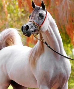Arabian White Horse paint by numbers