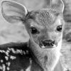 Baby Cute Reindeer Paint by numbers