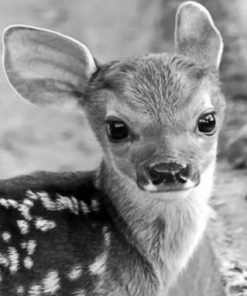 Baby Cute Reindeer Paint by numbers