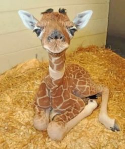 Baby Giraffe paint by numbers