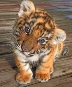 Baby Tiger paint by numbers