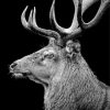 Black And White Deer Paint by numbers