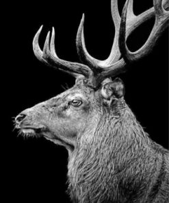 Black And White Deer Paint by numbers