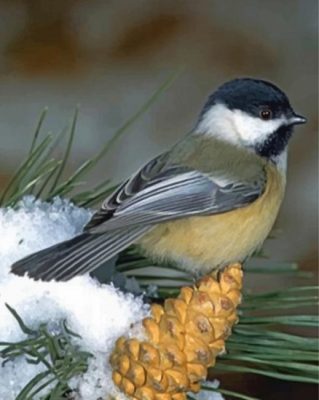 Black Capped Chickadee paint by numbers