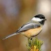 Chickadee Bird Paint by numbers
