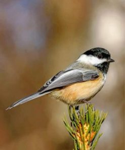 Chickadee Bird Paint by numbers