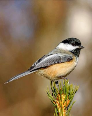 Chickadee Bird Paint by numbers