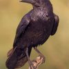 Black Ravens Paint by numbers