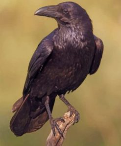 Black Ravens Paint by numbers
