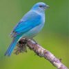 Blue Bird Paint by numbers