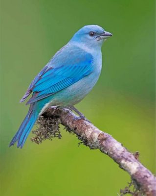 Blue Bird Paint by numbers