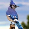 Blue Jay Bird Paint by numbers