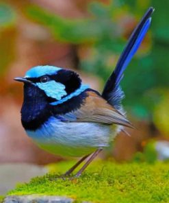 Blue Wren Bird paint by numbers