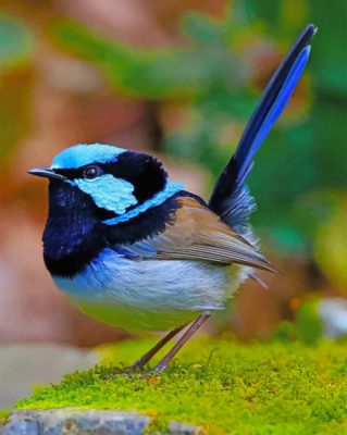 Blue Wren Bird paint by numbers