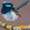 Blue Wren Paint by numbers