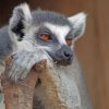 Bored Lemur Paint by numbers