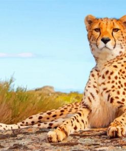 Cheetah paint by numbers