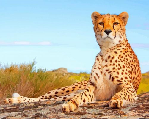 Cheetah paint by numbers