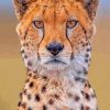 cheetah wild animal paint by numbers