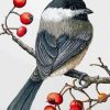 Chickadee Bird Paint by numbers
